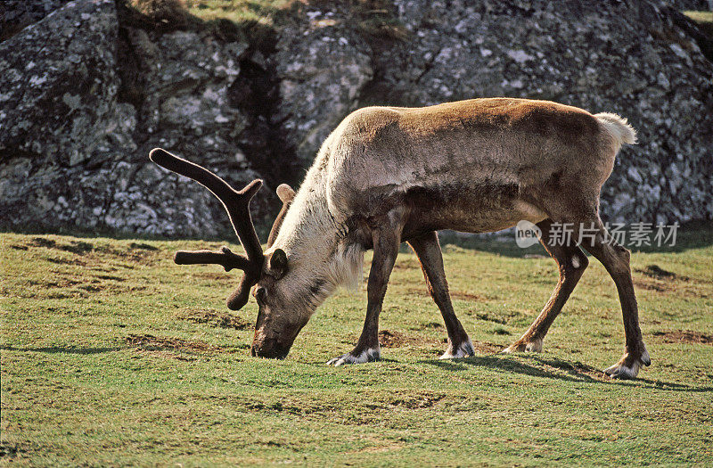 Adult Reindeer grazing